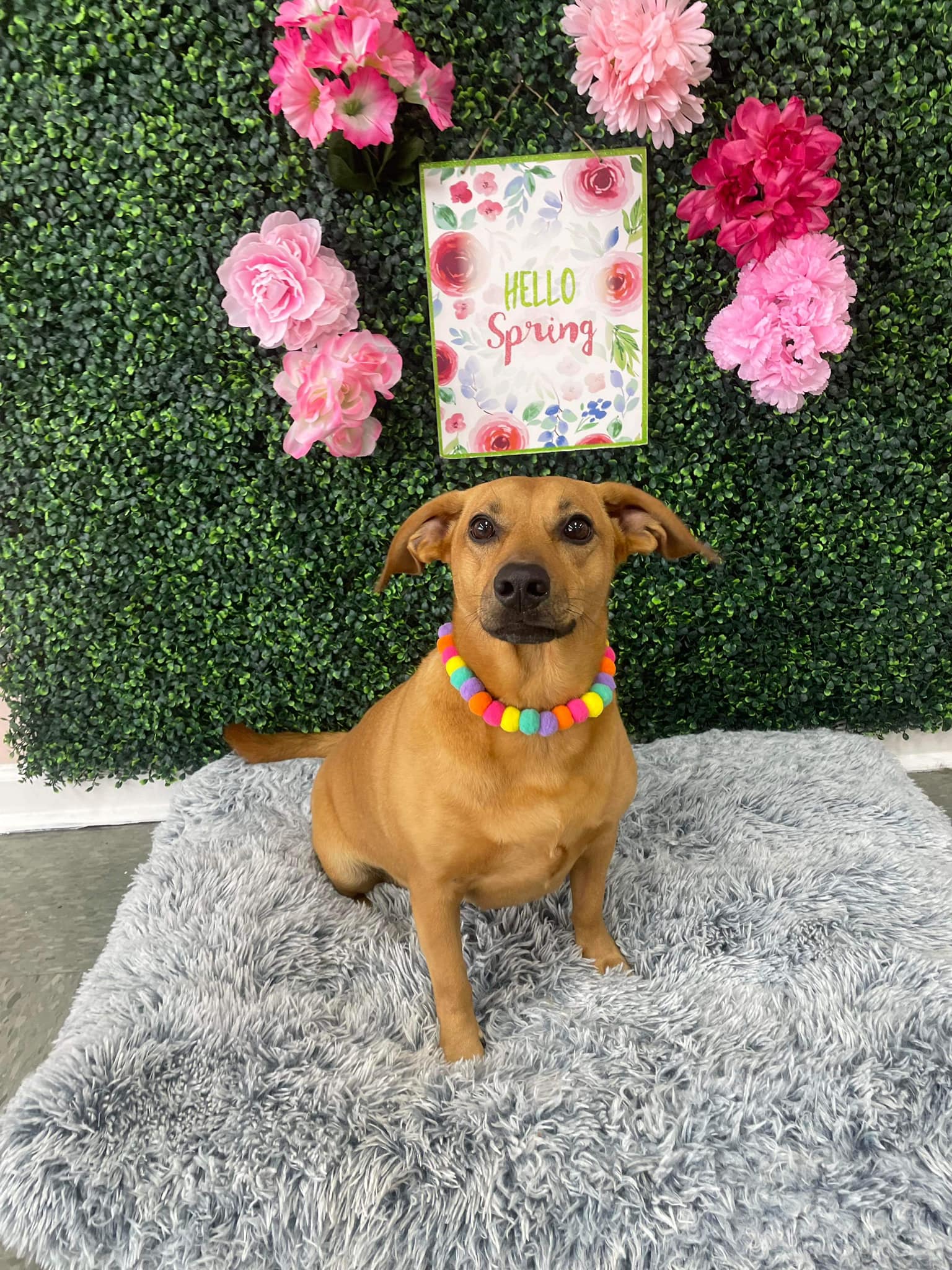 Dog grooming services