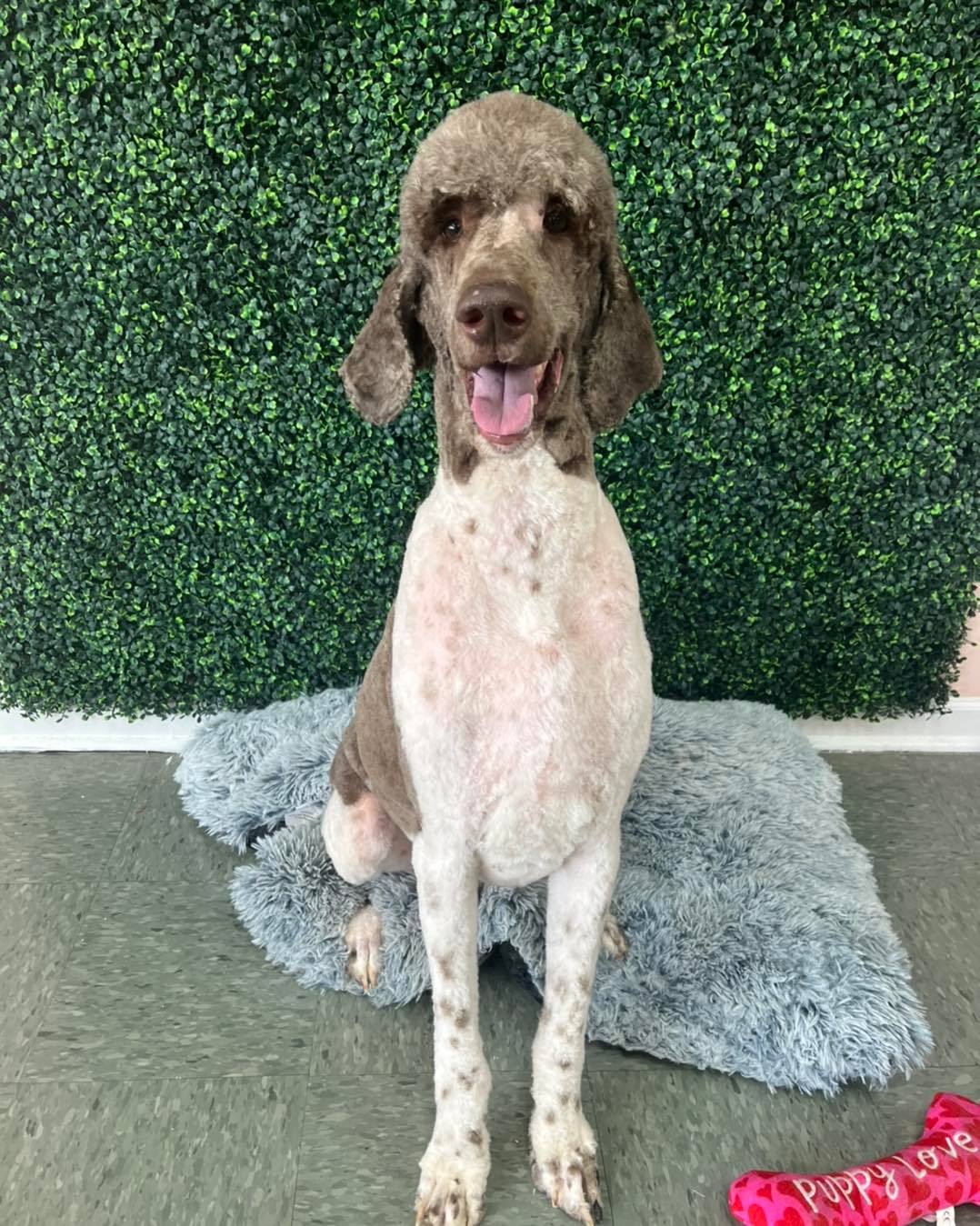 Dog grooming services