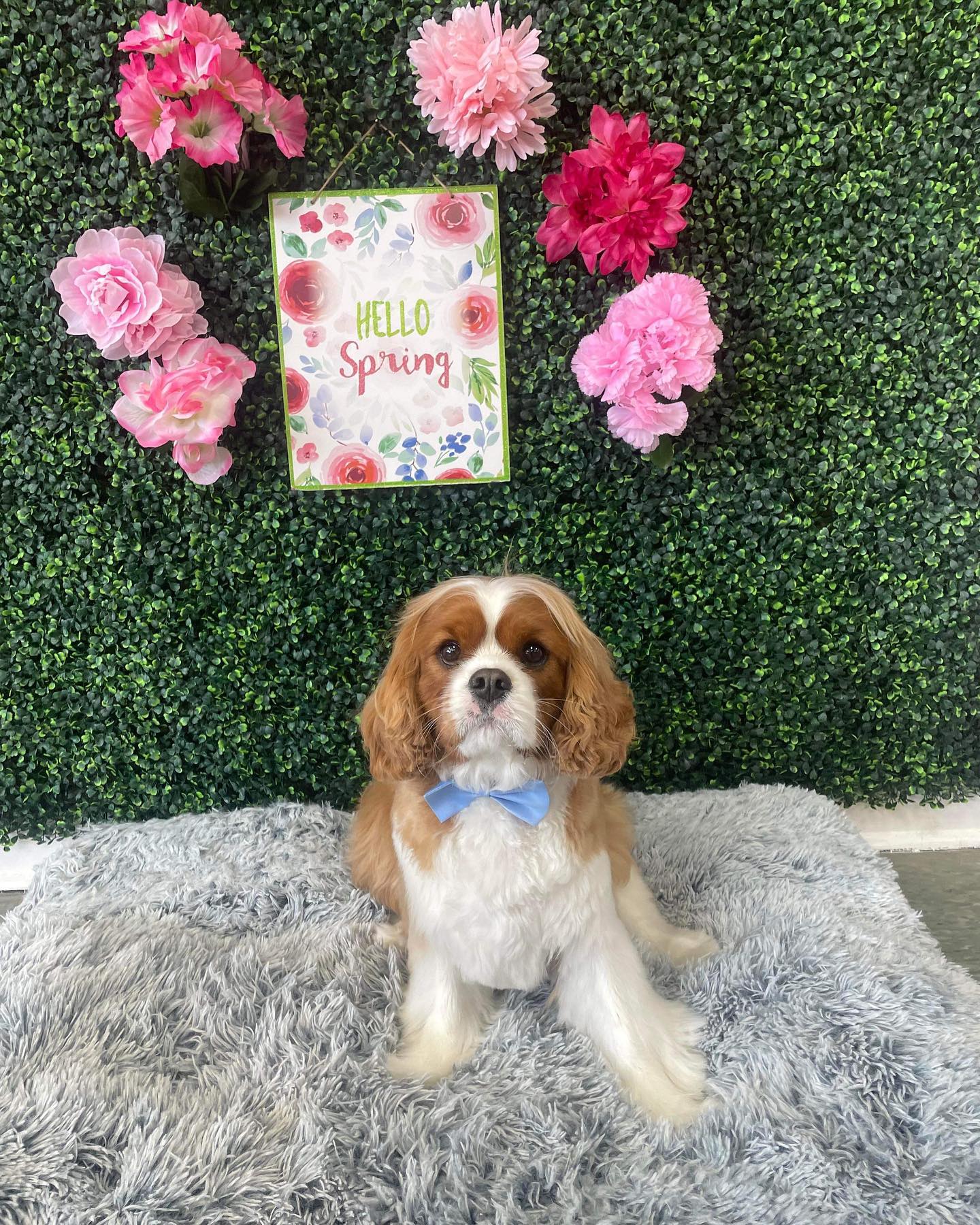 Dog grooming services