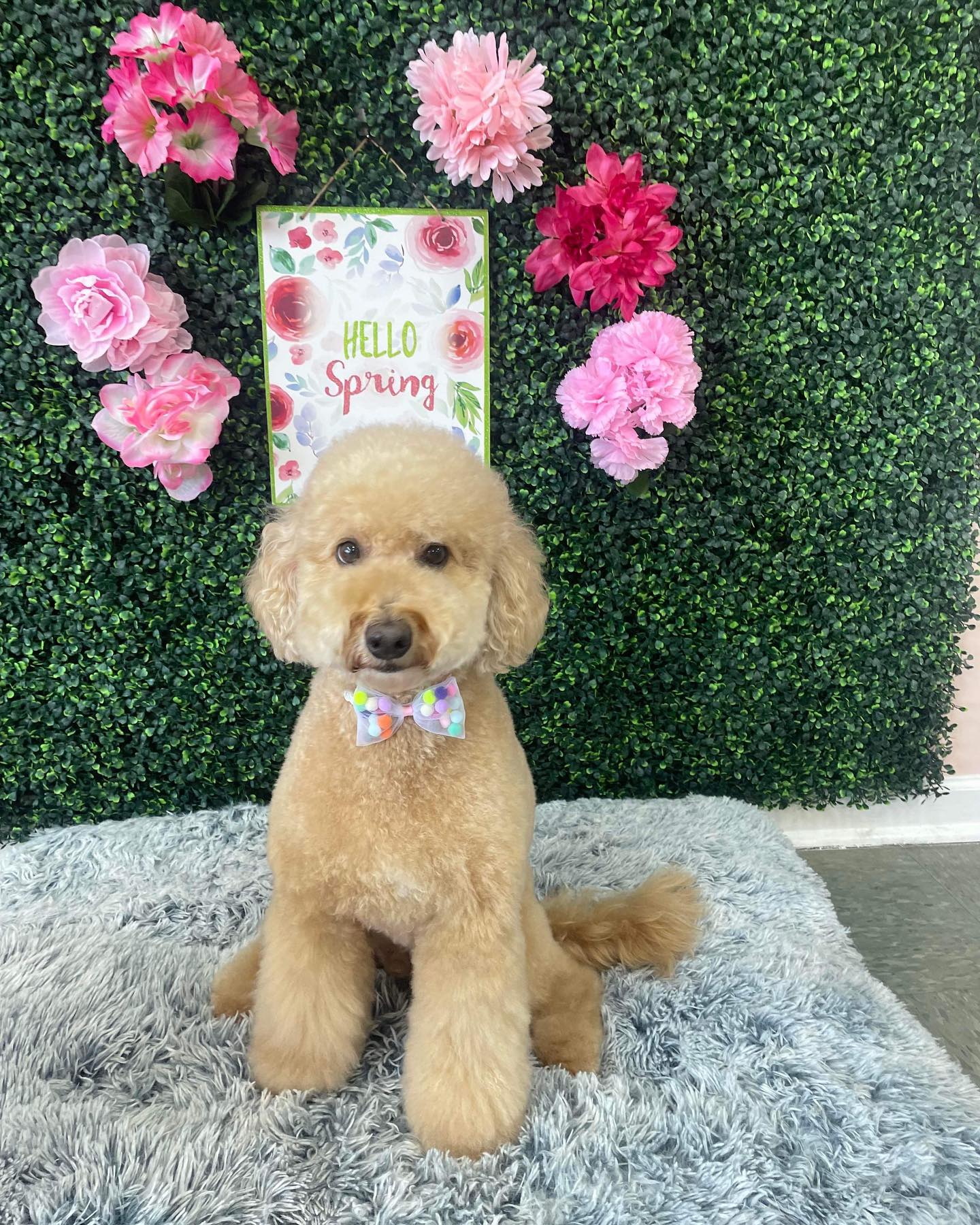 Dog grooming services