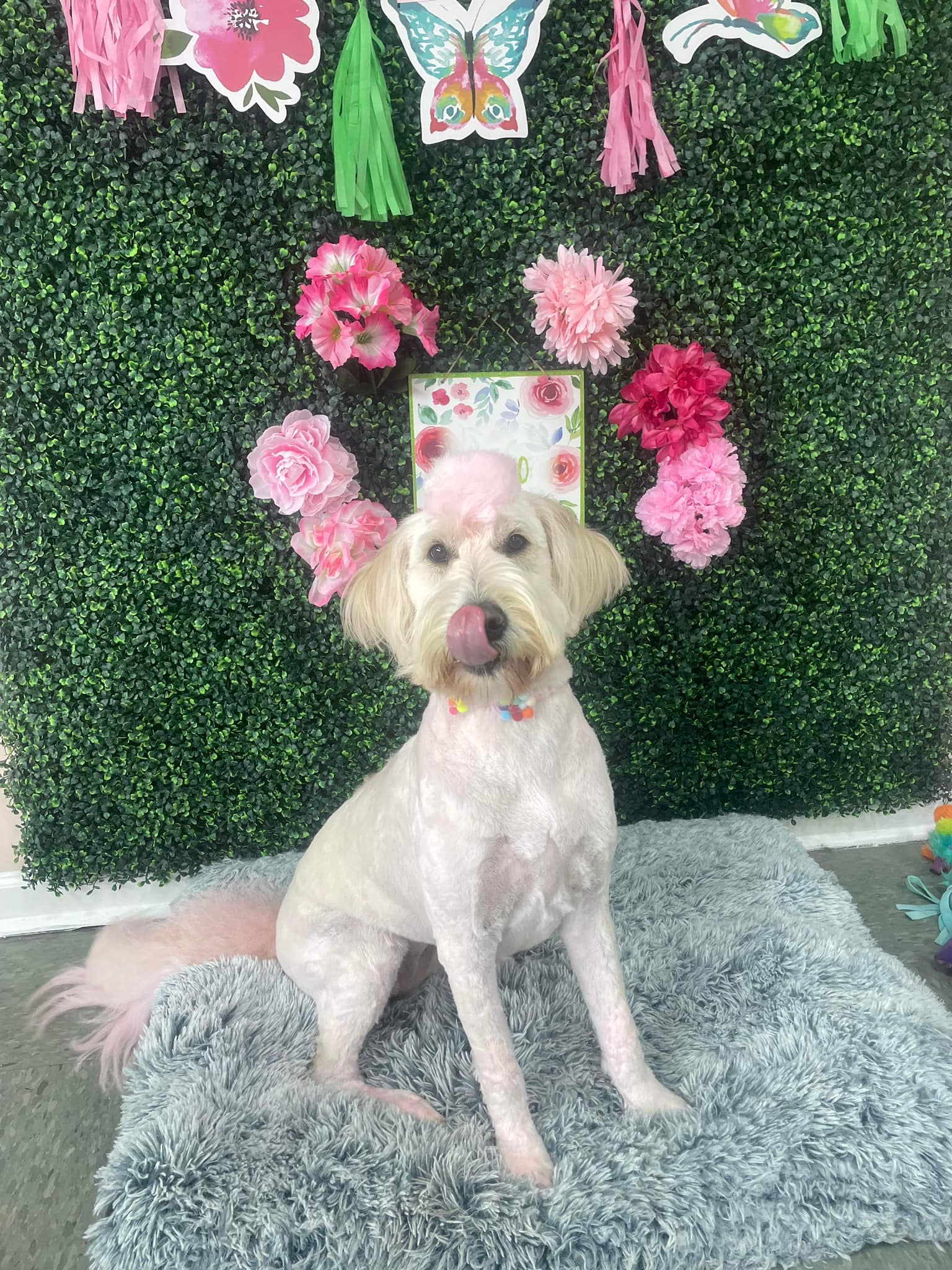 Dog grooming services