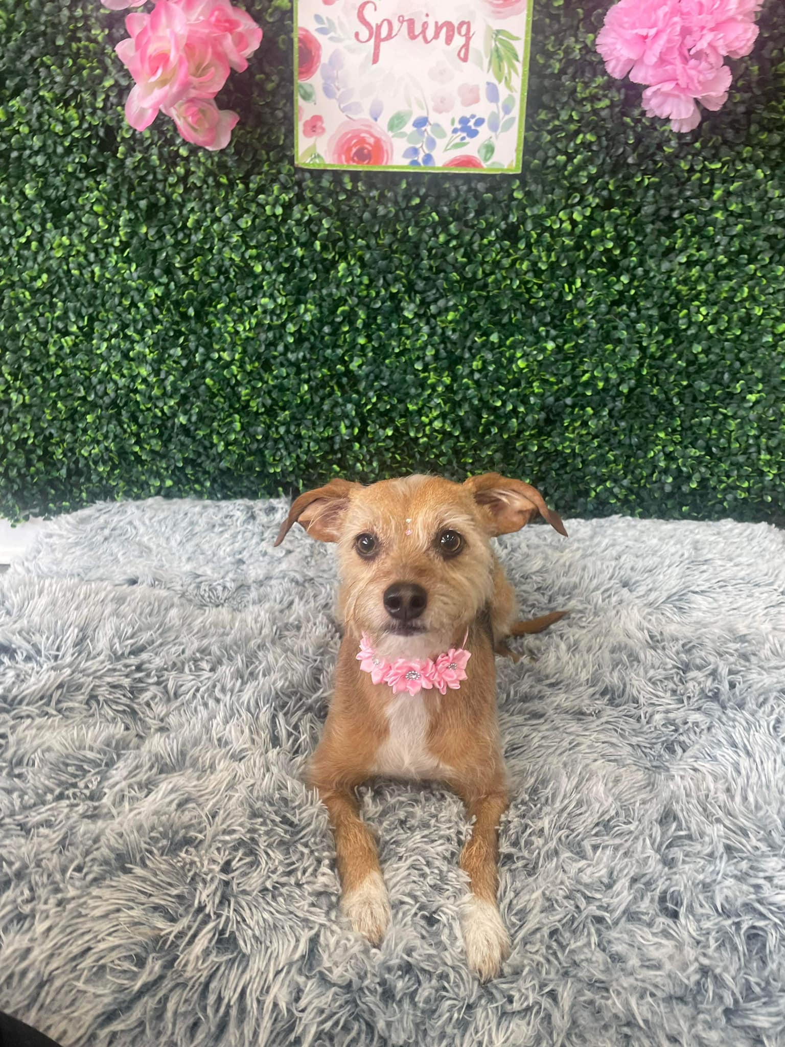 Dog grooming services