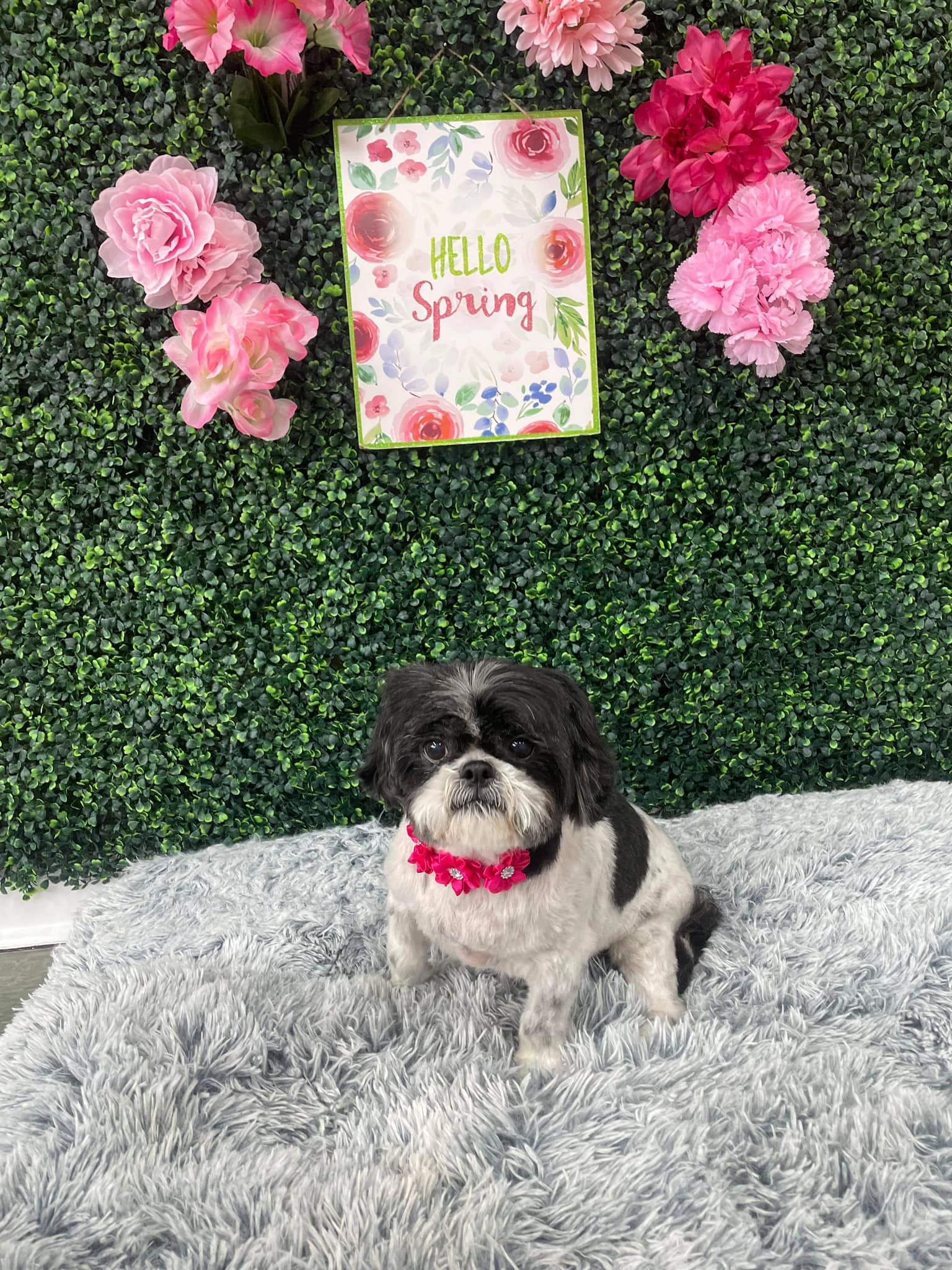 Dog grooming services