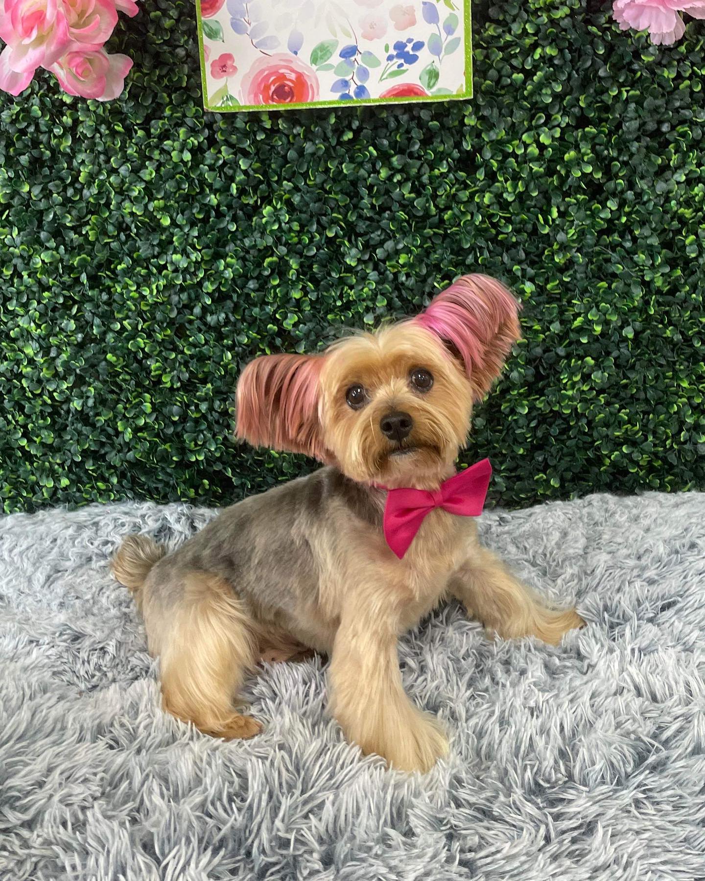 Dog grooming services