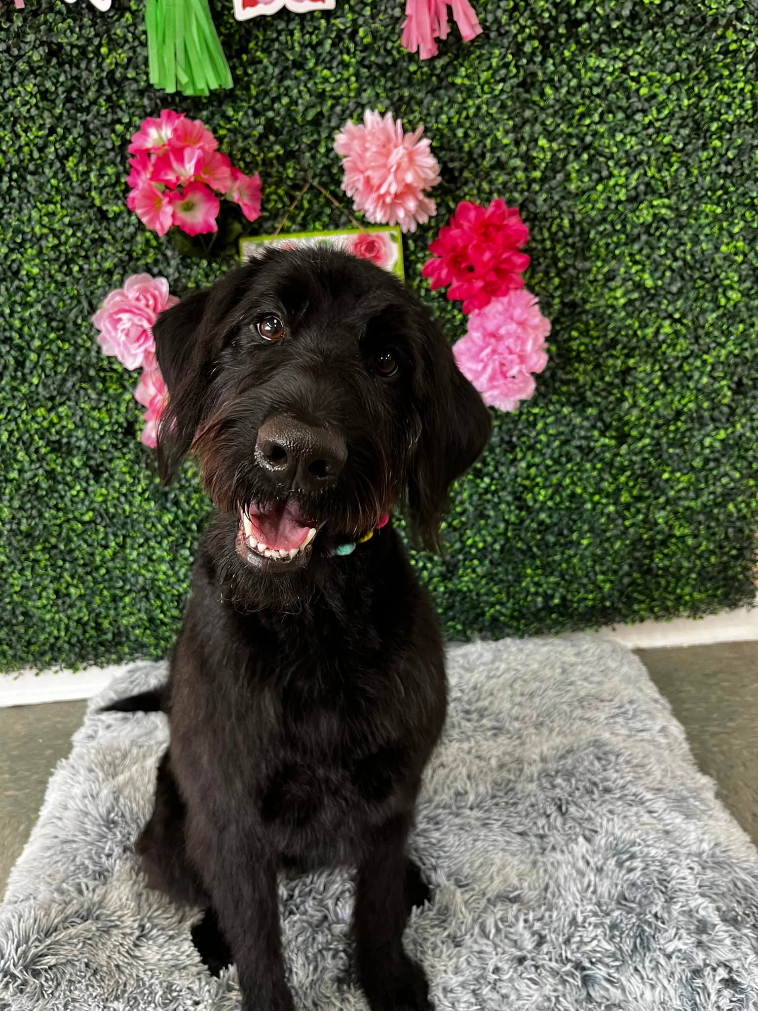 Dog grooming services