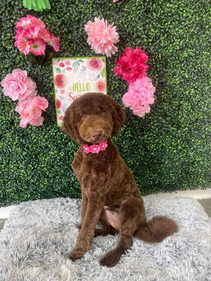 Dog grooming services