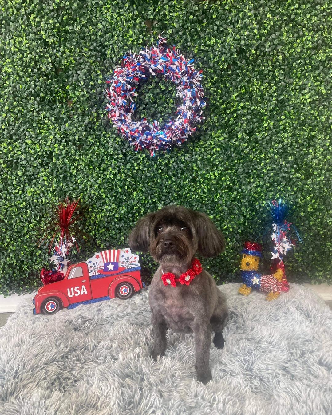 Dog grooming services