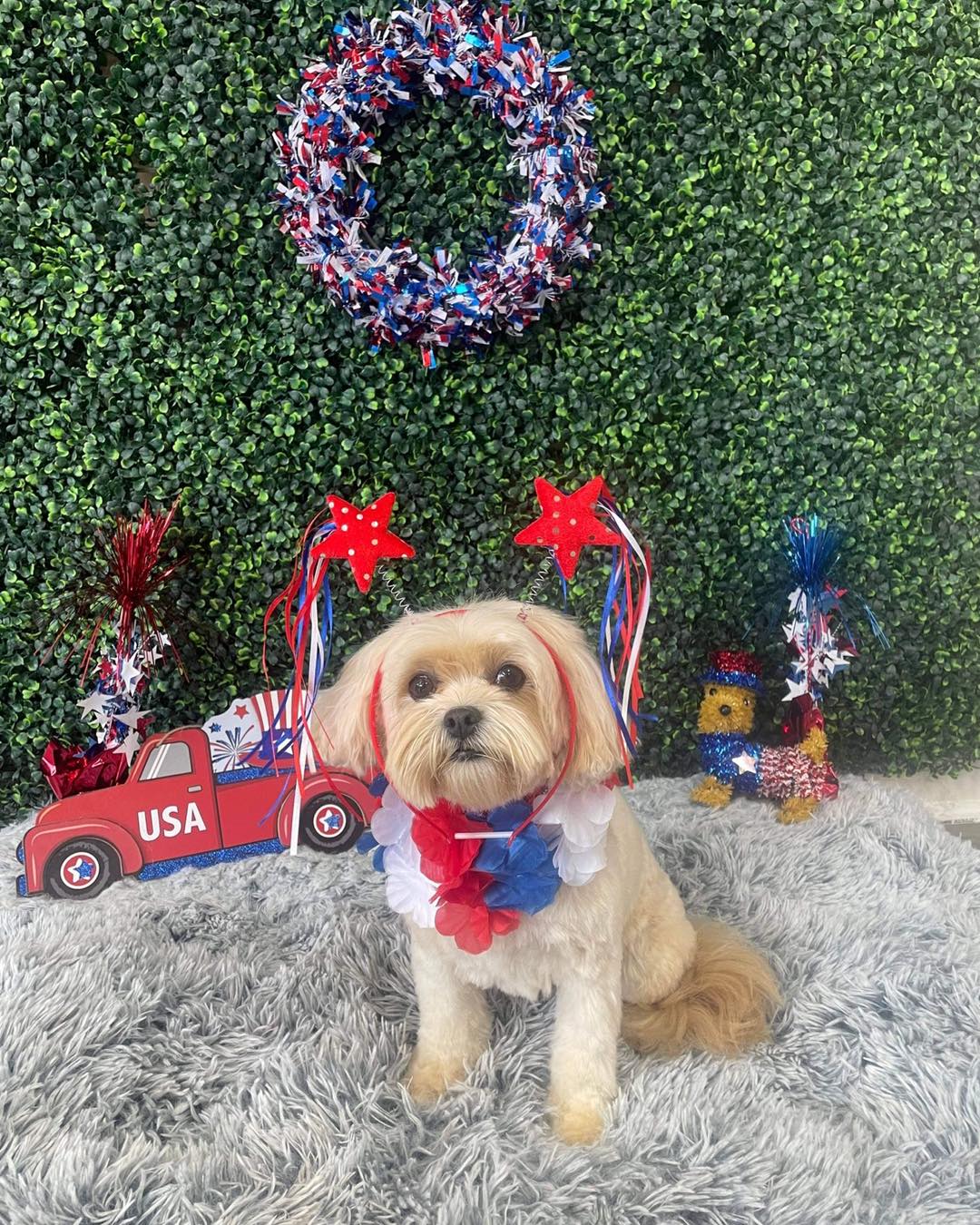 Dog grooming services