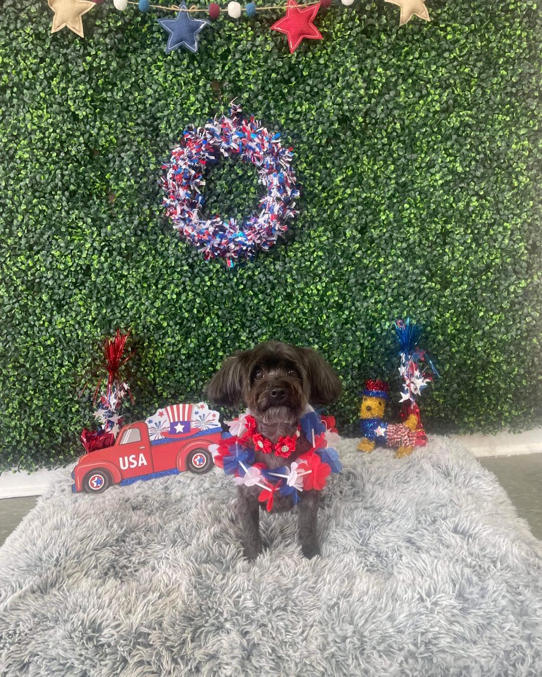 Dog grooming services