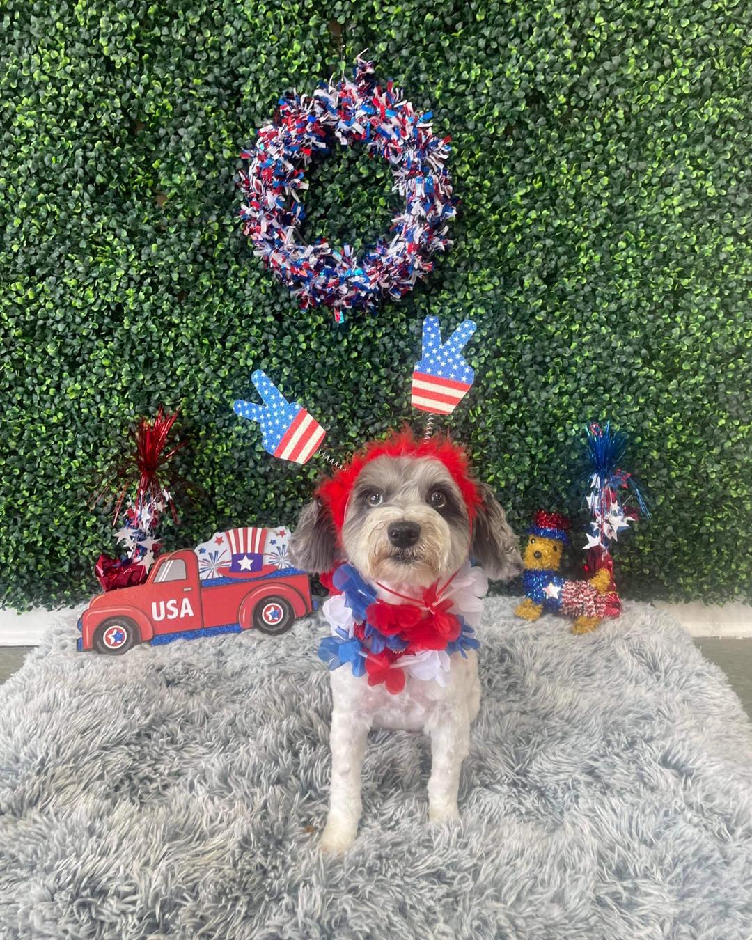 Dog grooming services