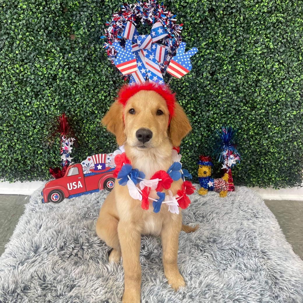 Dog grooming services