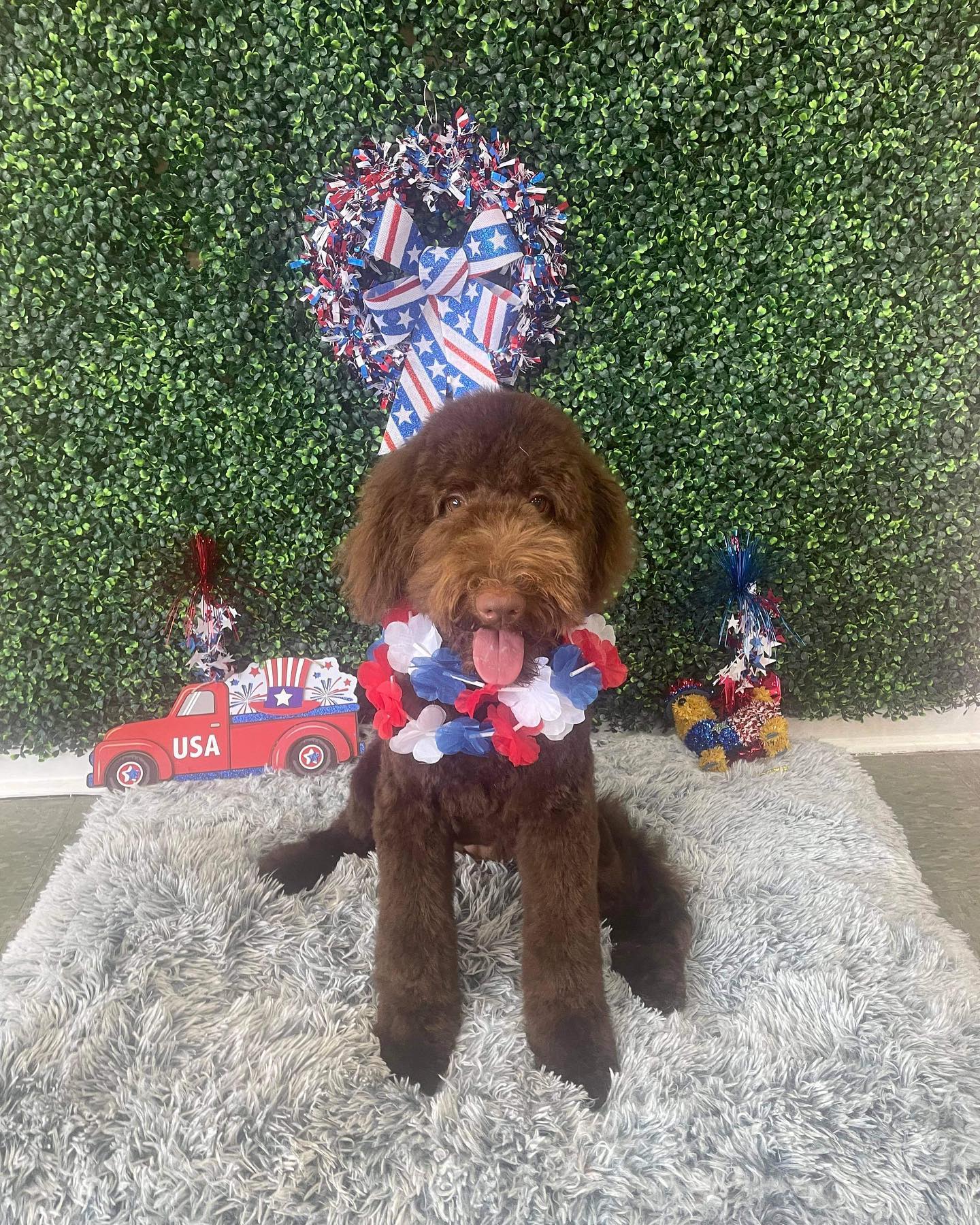 Dog grooming services