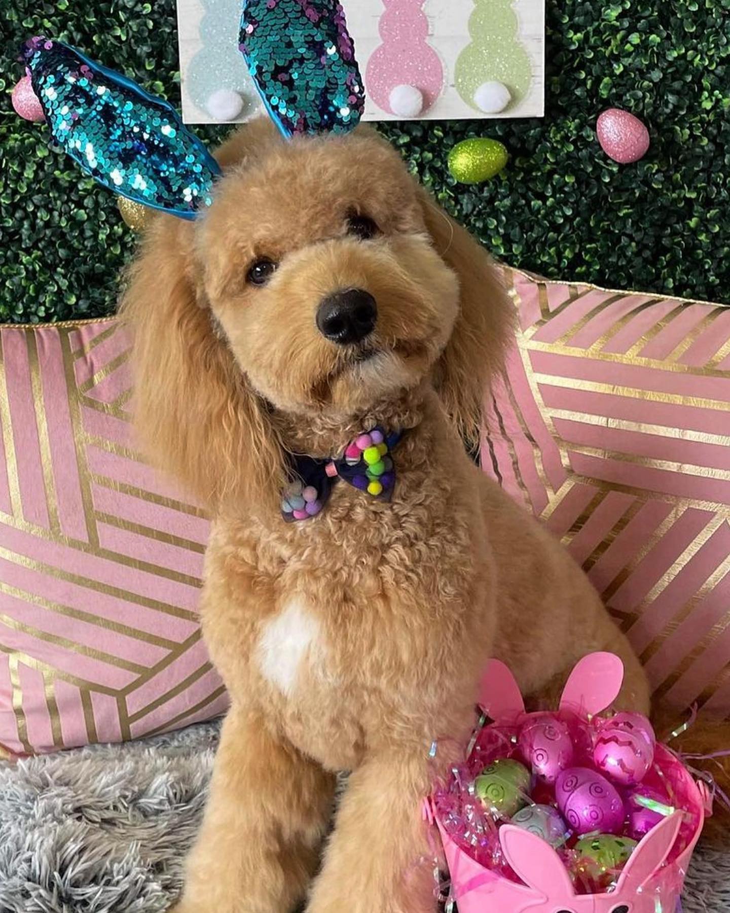 Dog grooming services