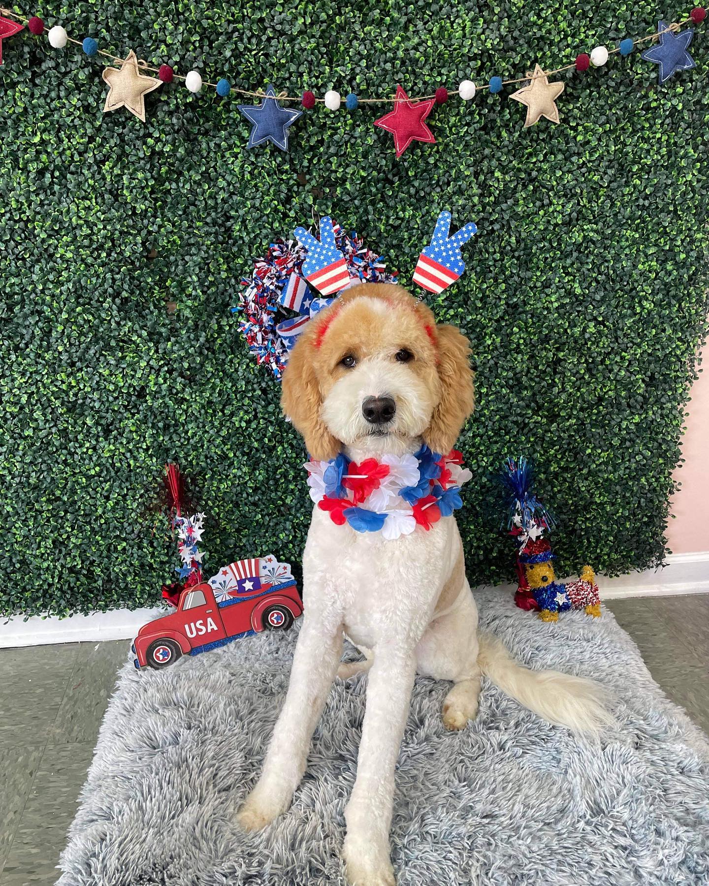 Dog grooming services