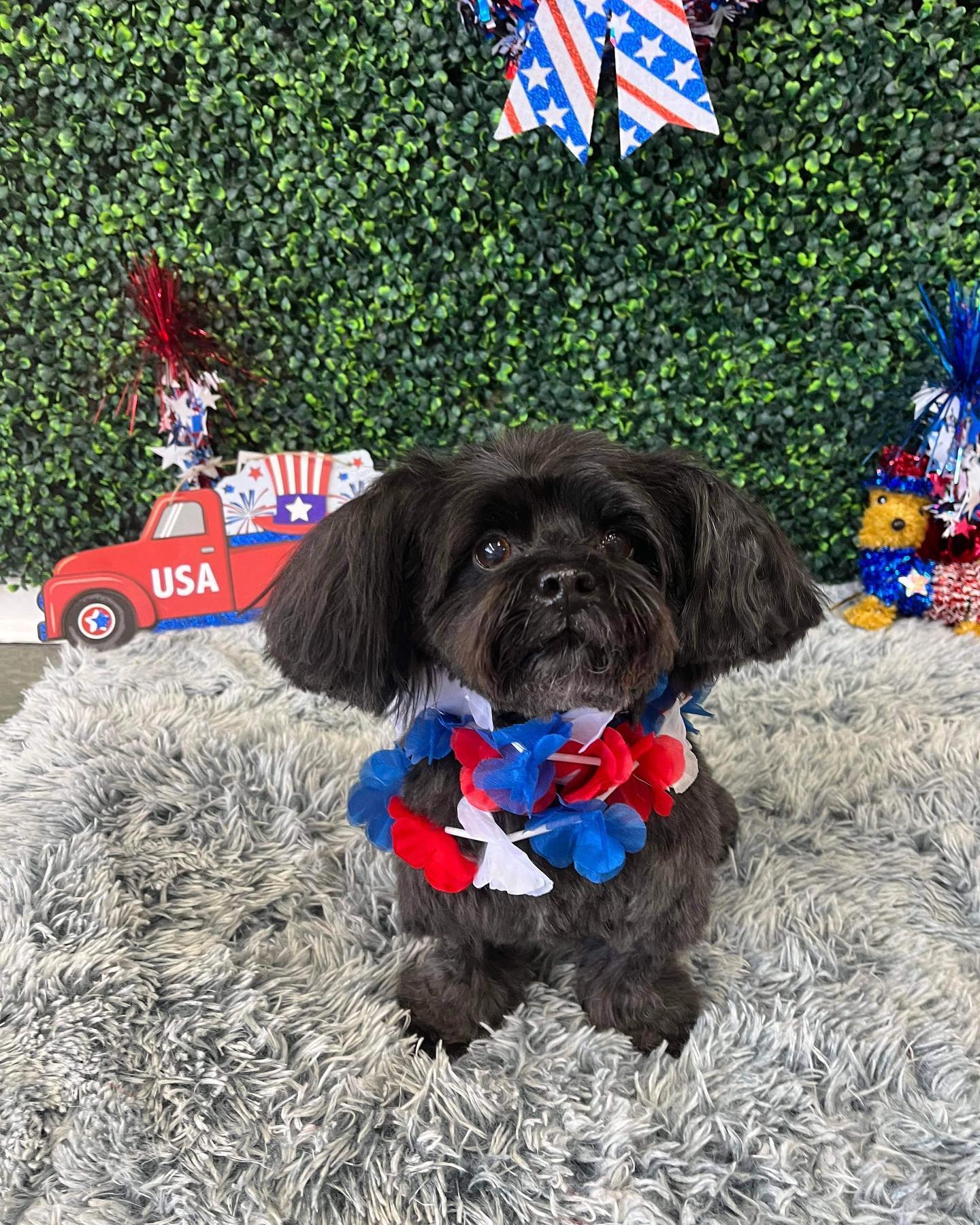 Dog grooming services