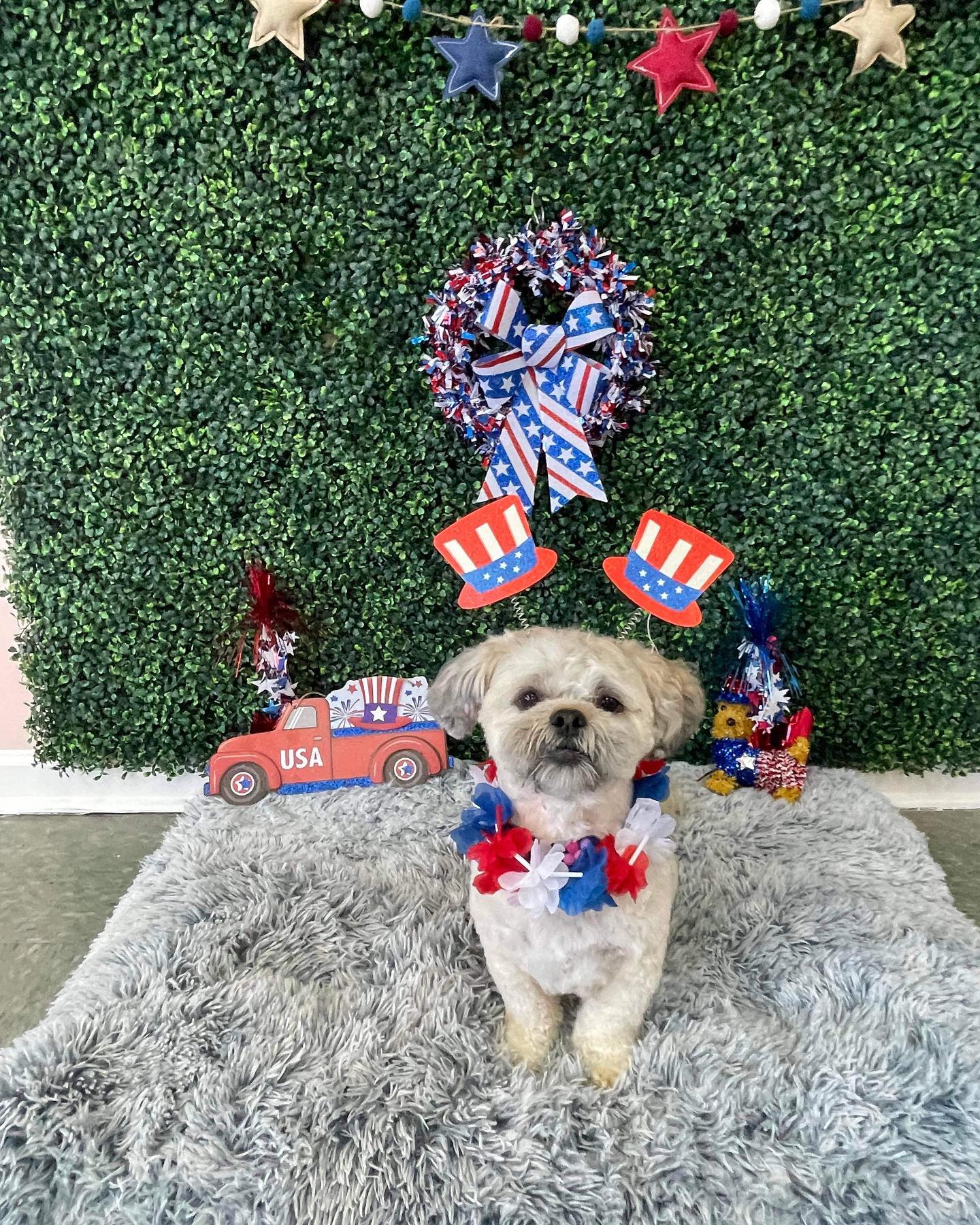 Dog grooming services