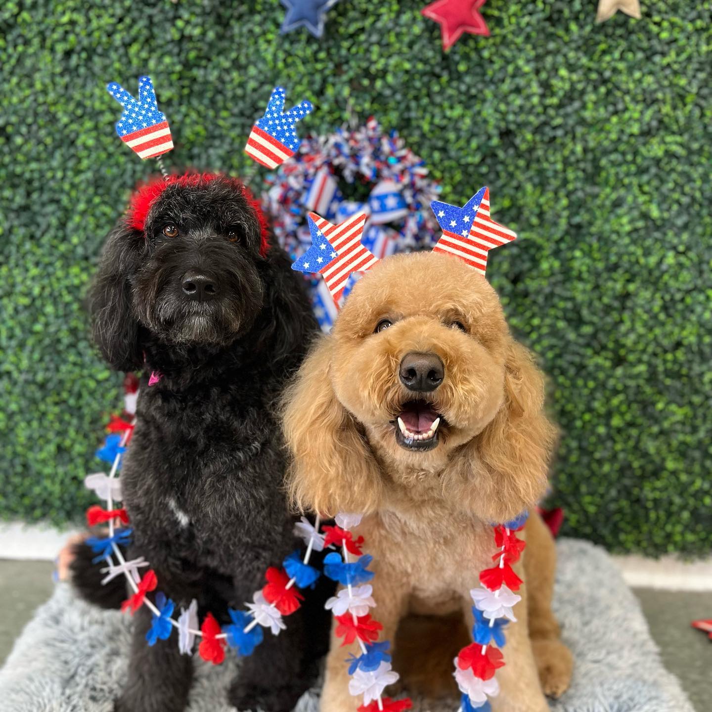 Dog grooming services