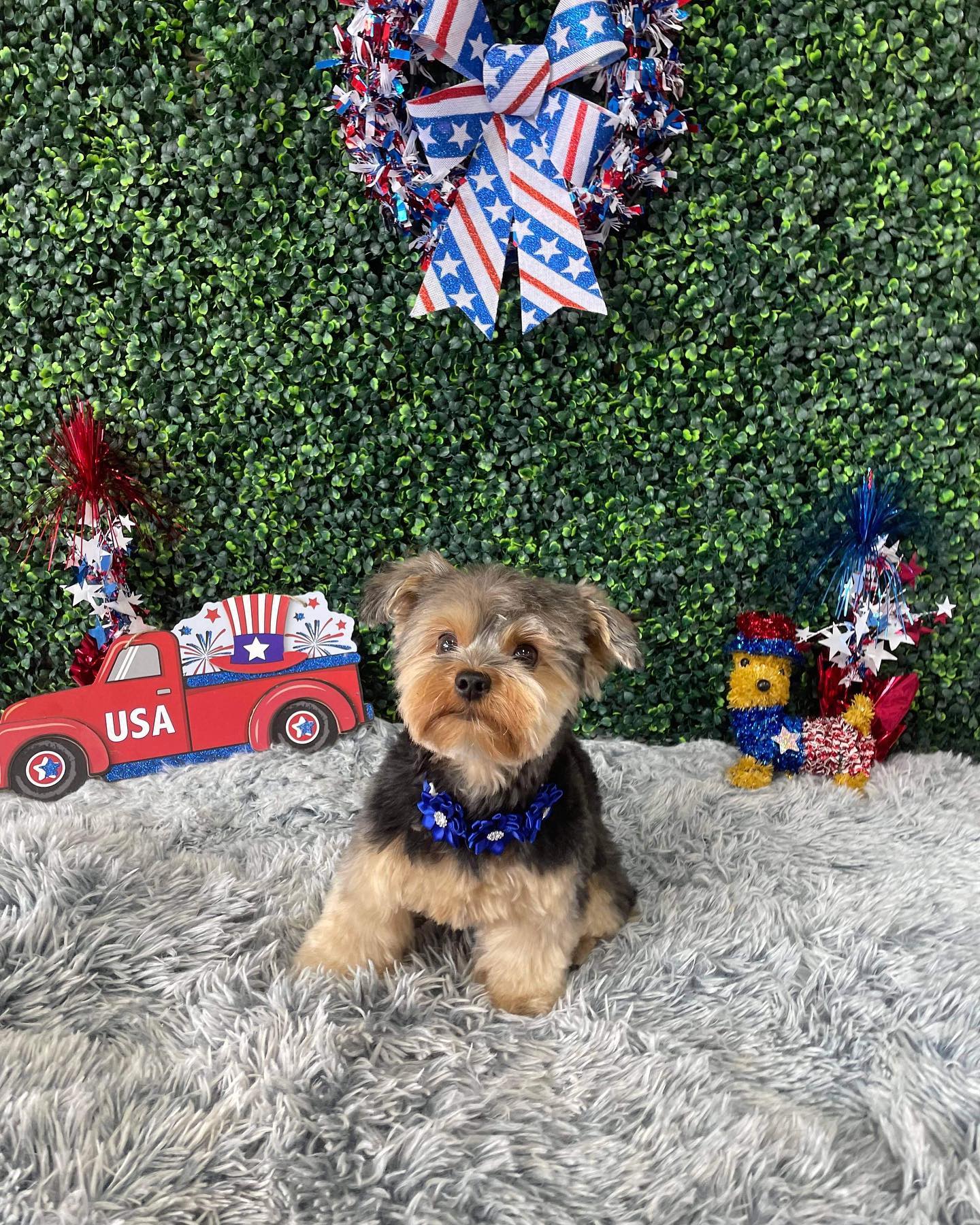 Dog grooming services