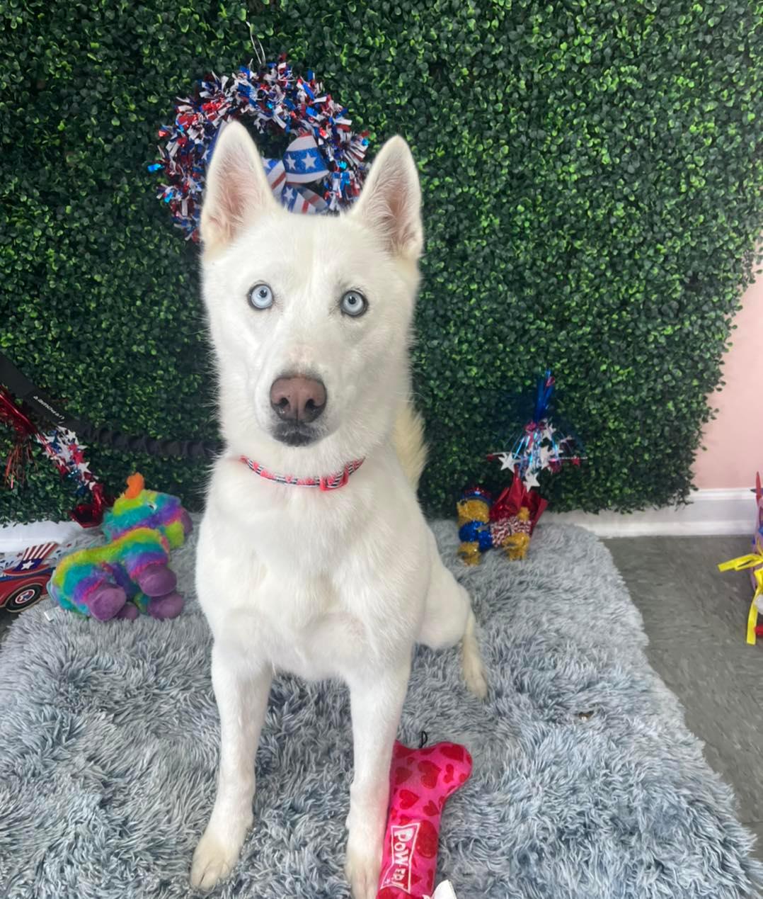 Dog grooming services