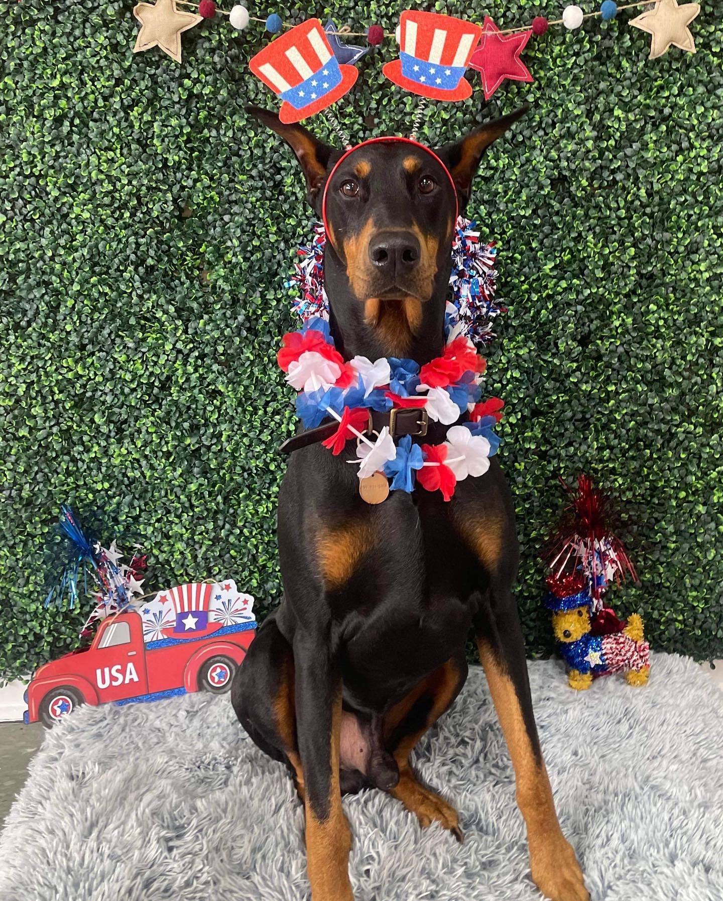 Dog grooming services