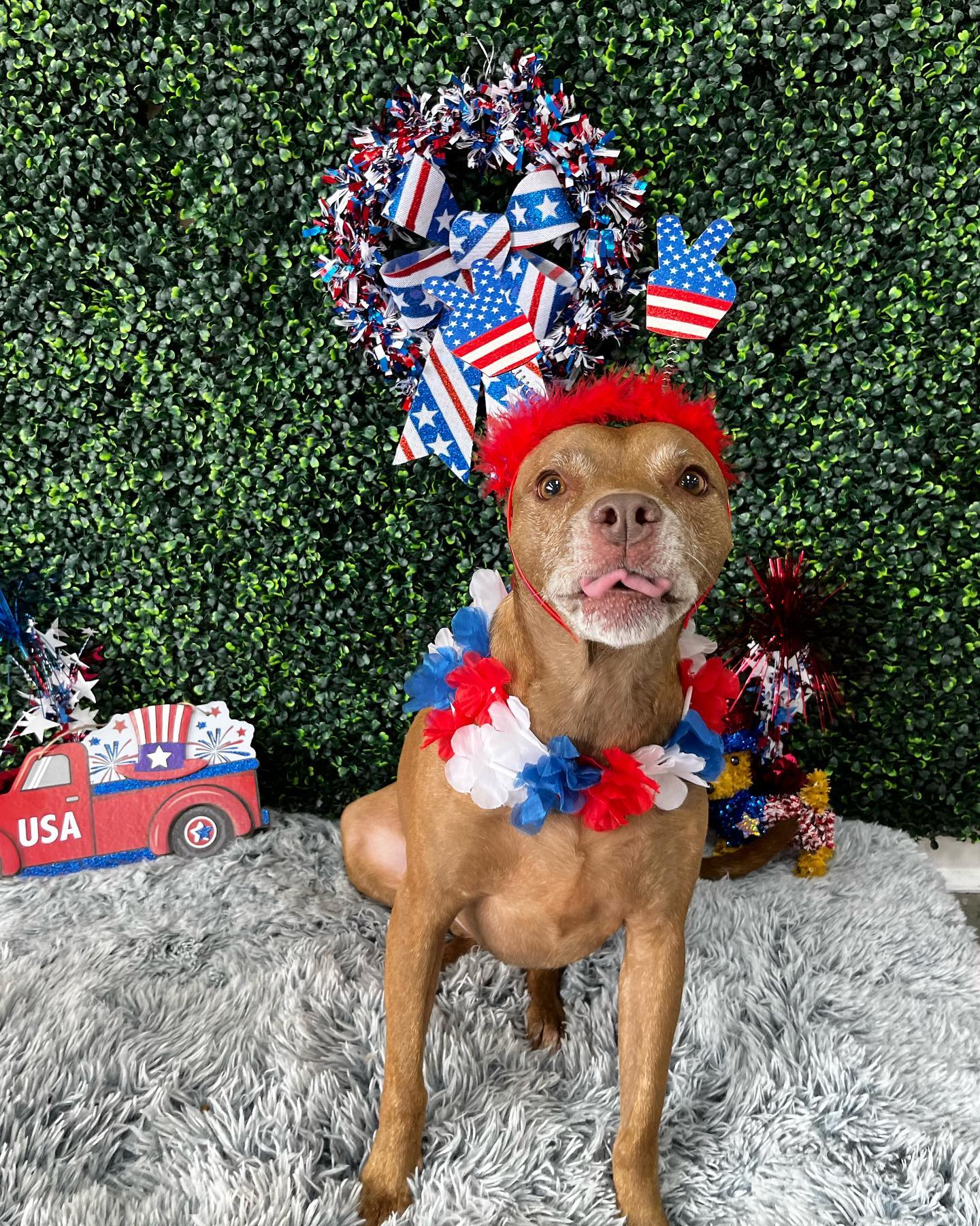 Dog grooming services