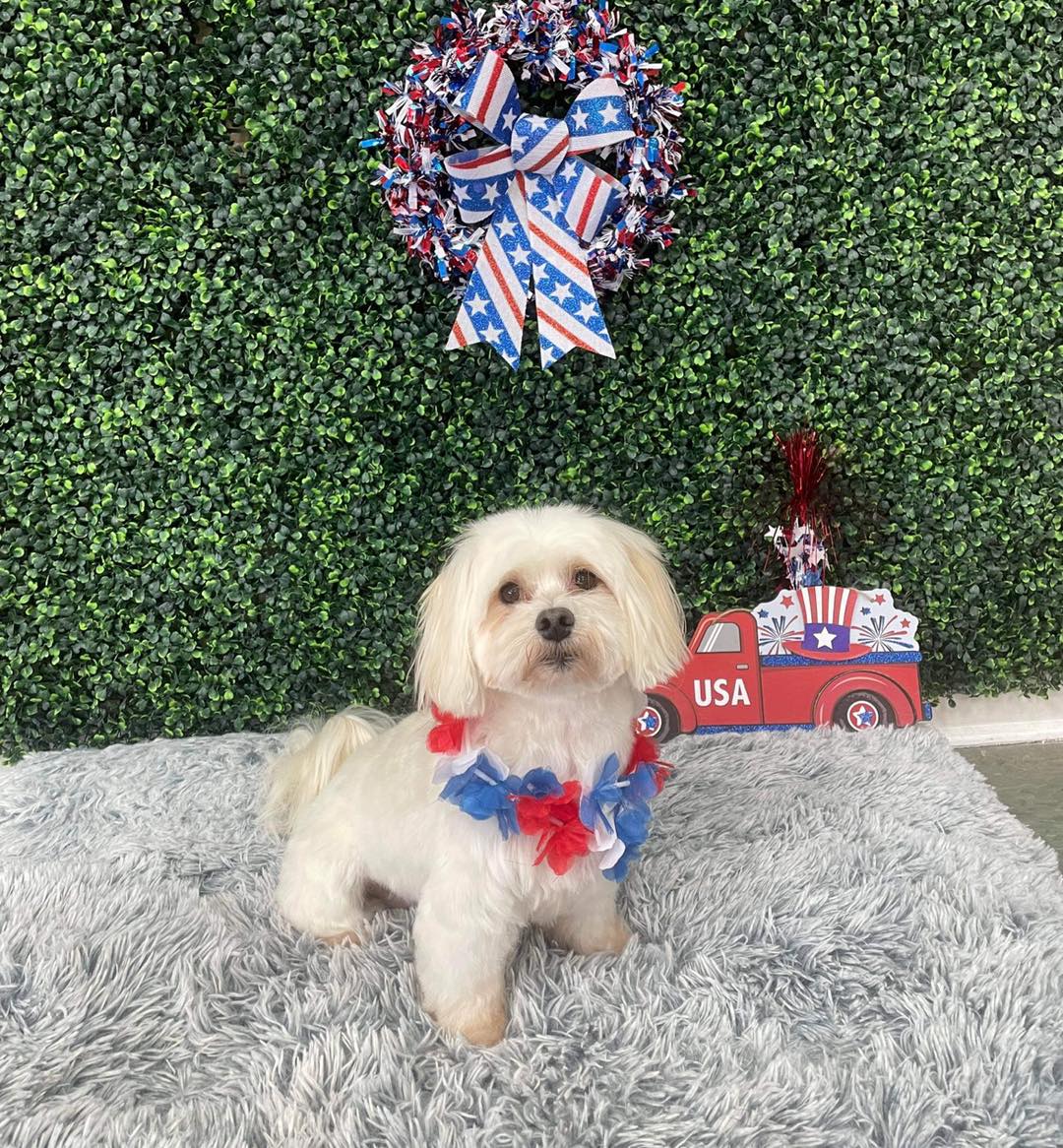 Dog grooming services