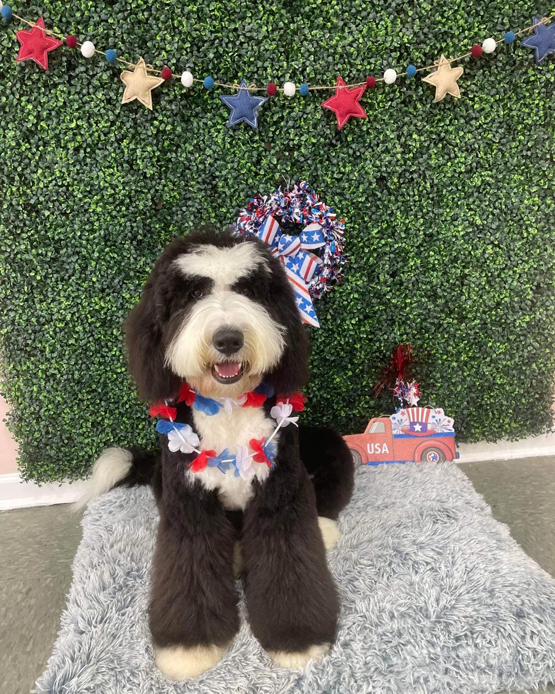 Dog grooming services