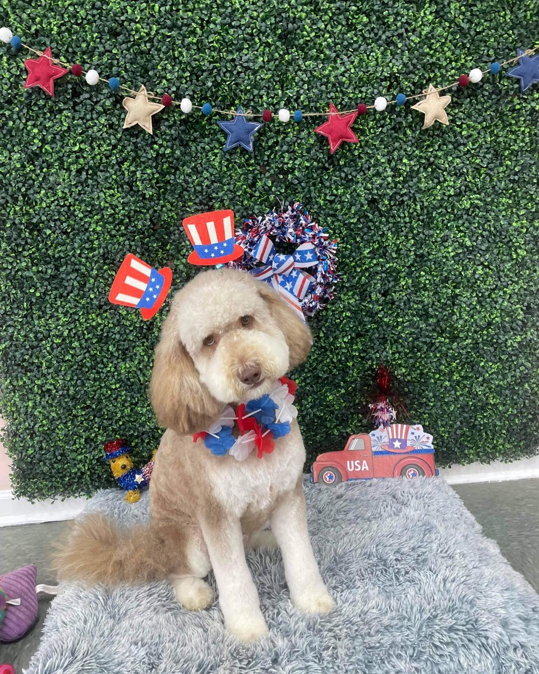 Dog grooming services