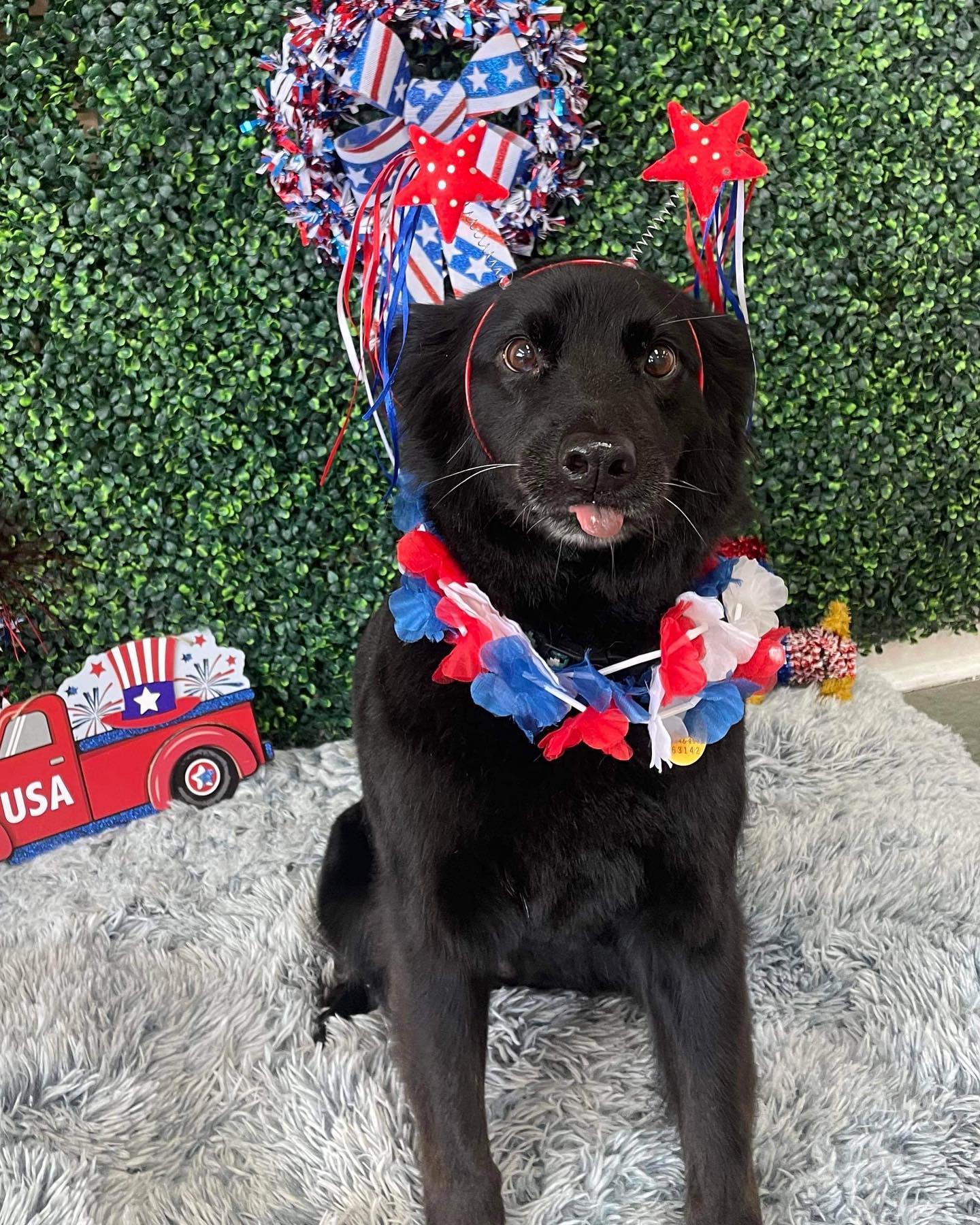 Dog grooming services