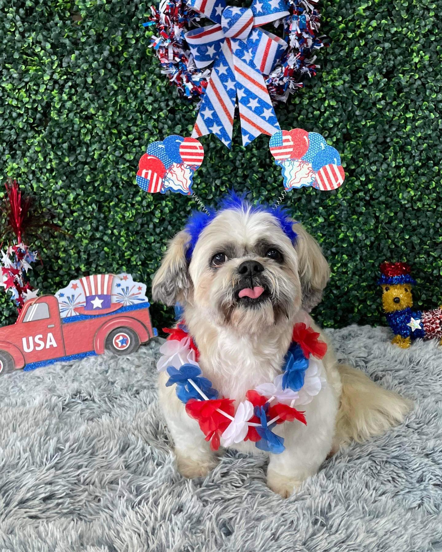 Dog grooming services