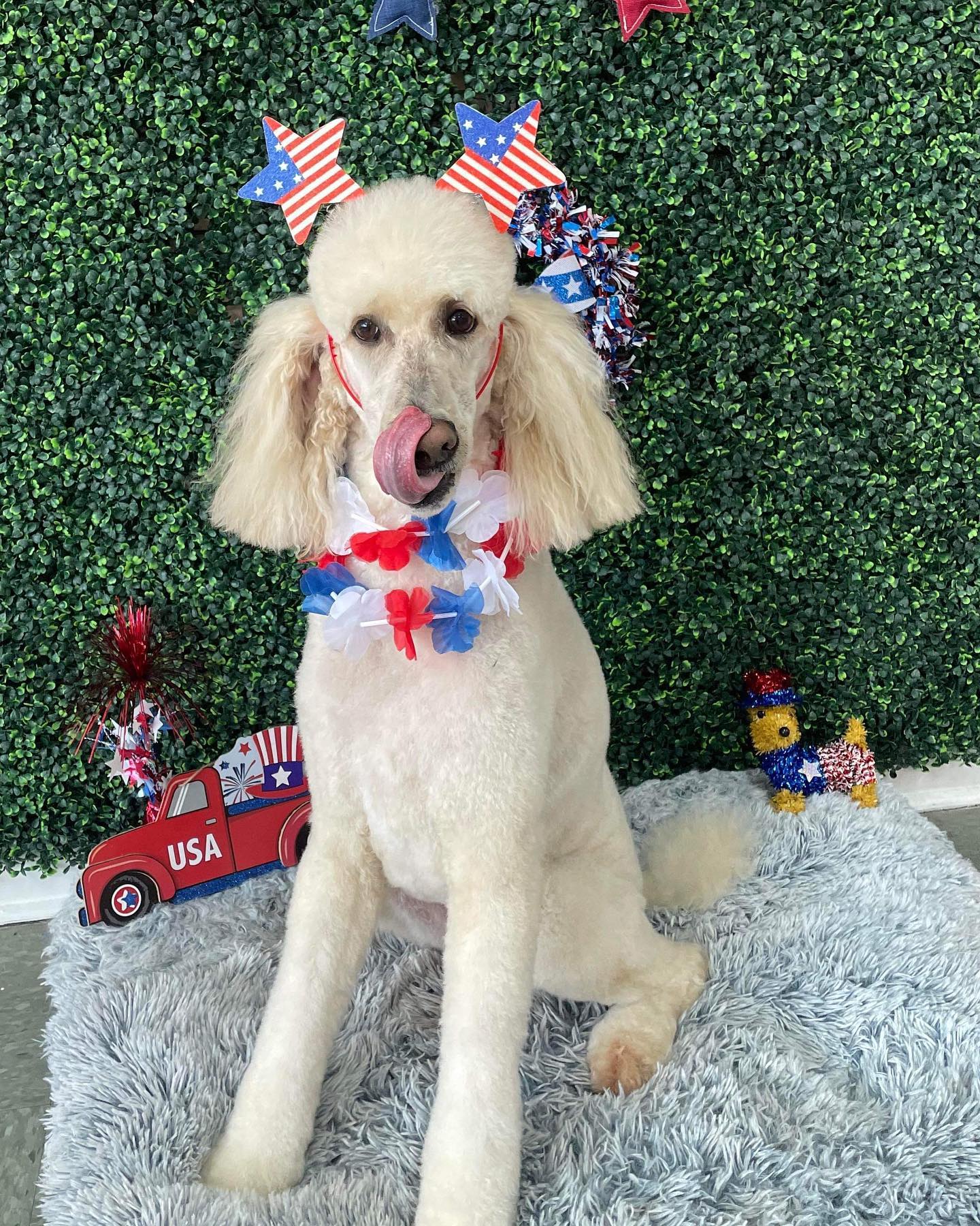 Dog grooming services