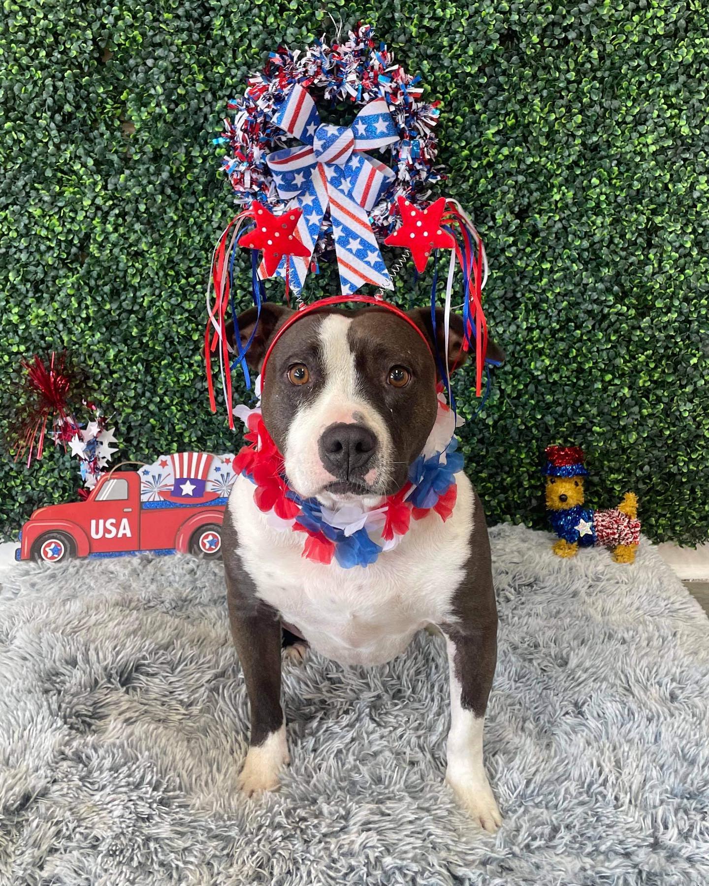 Dog grooming services