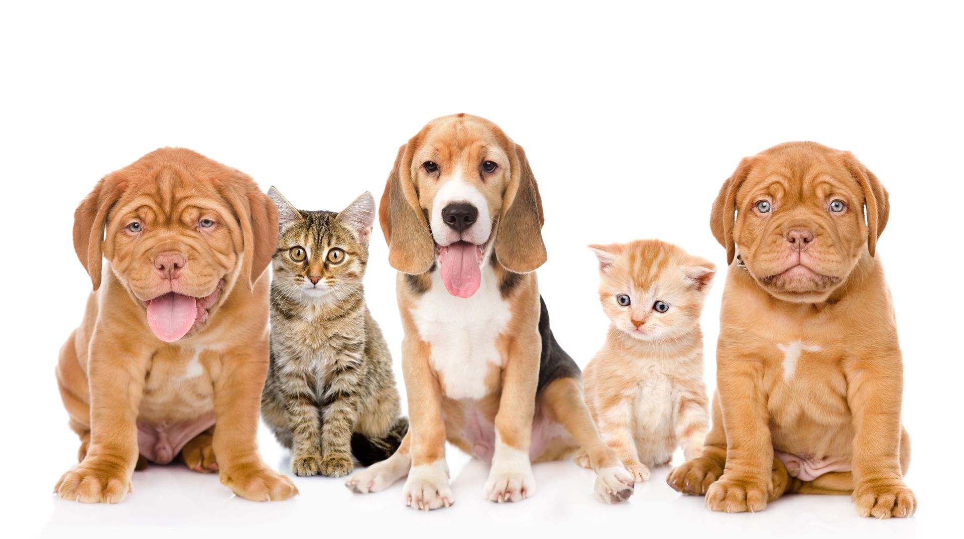 local vet clinic