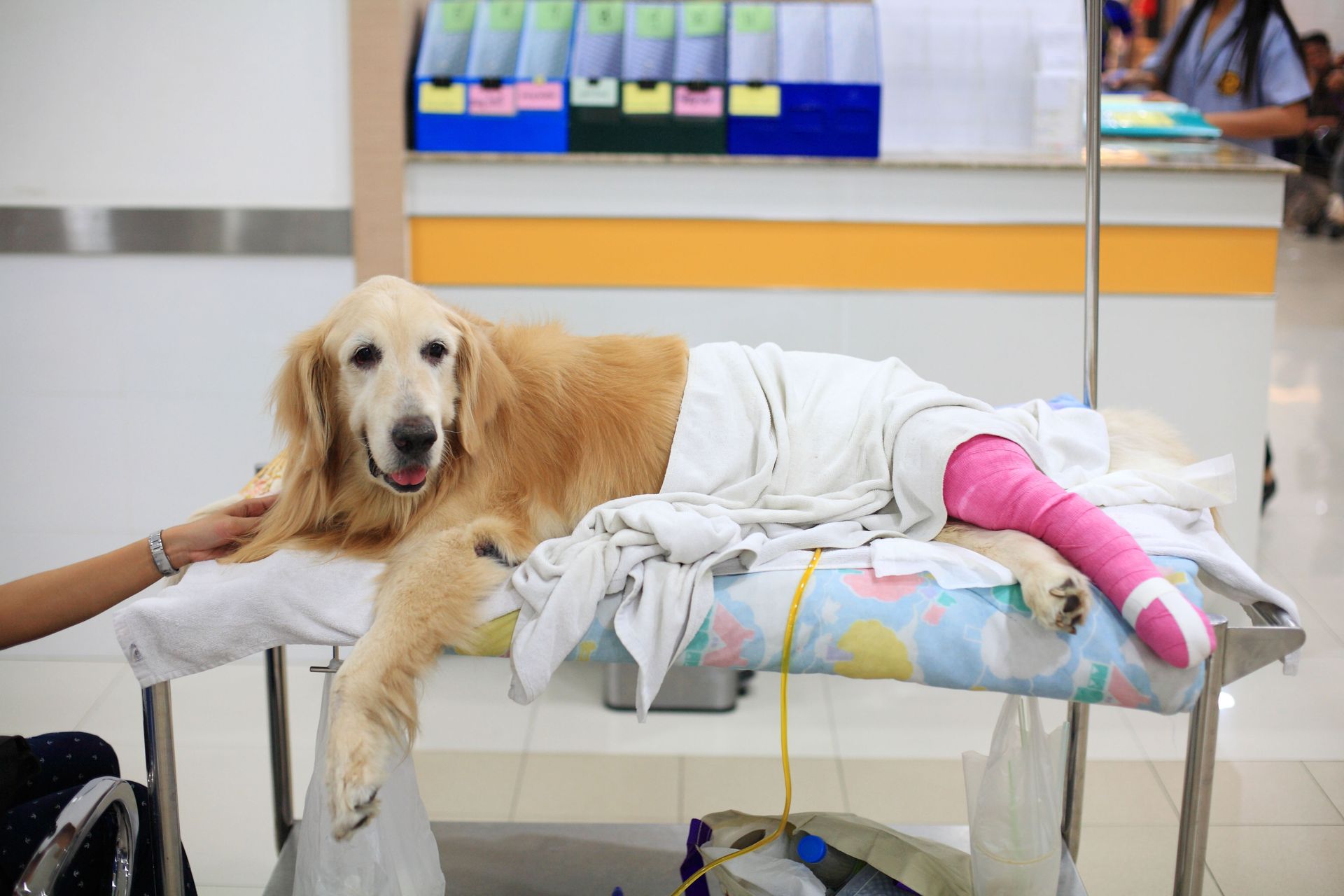emergency veterinarian 