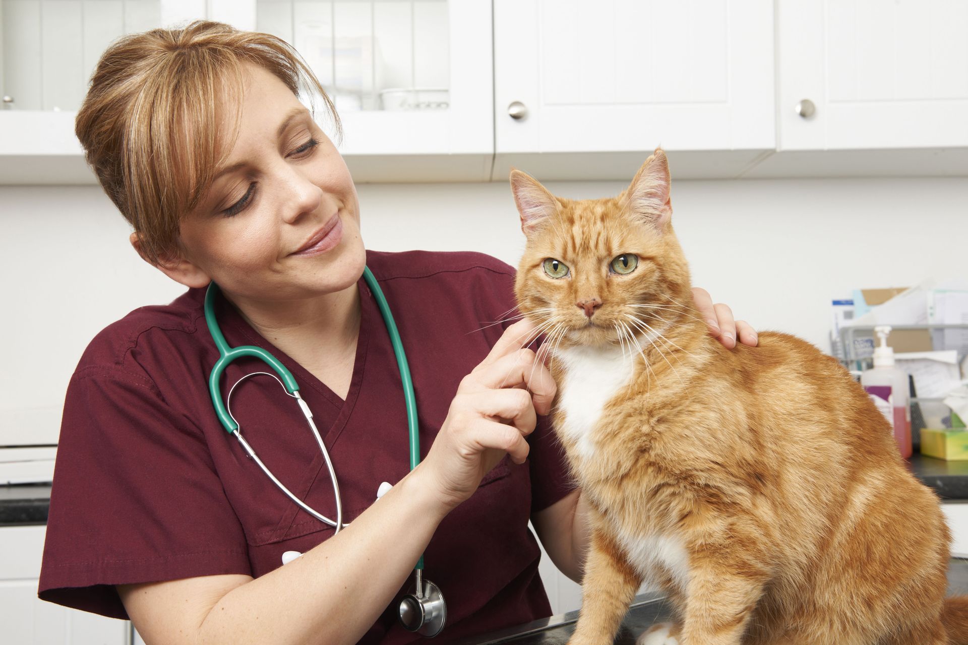 local vet clinic