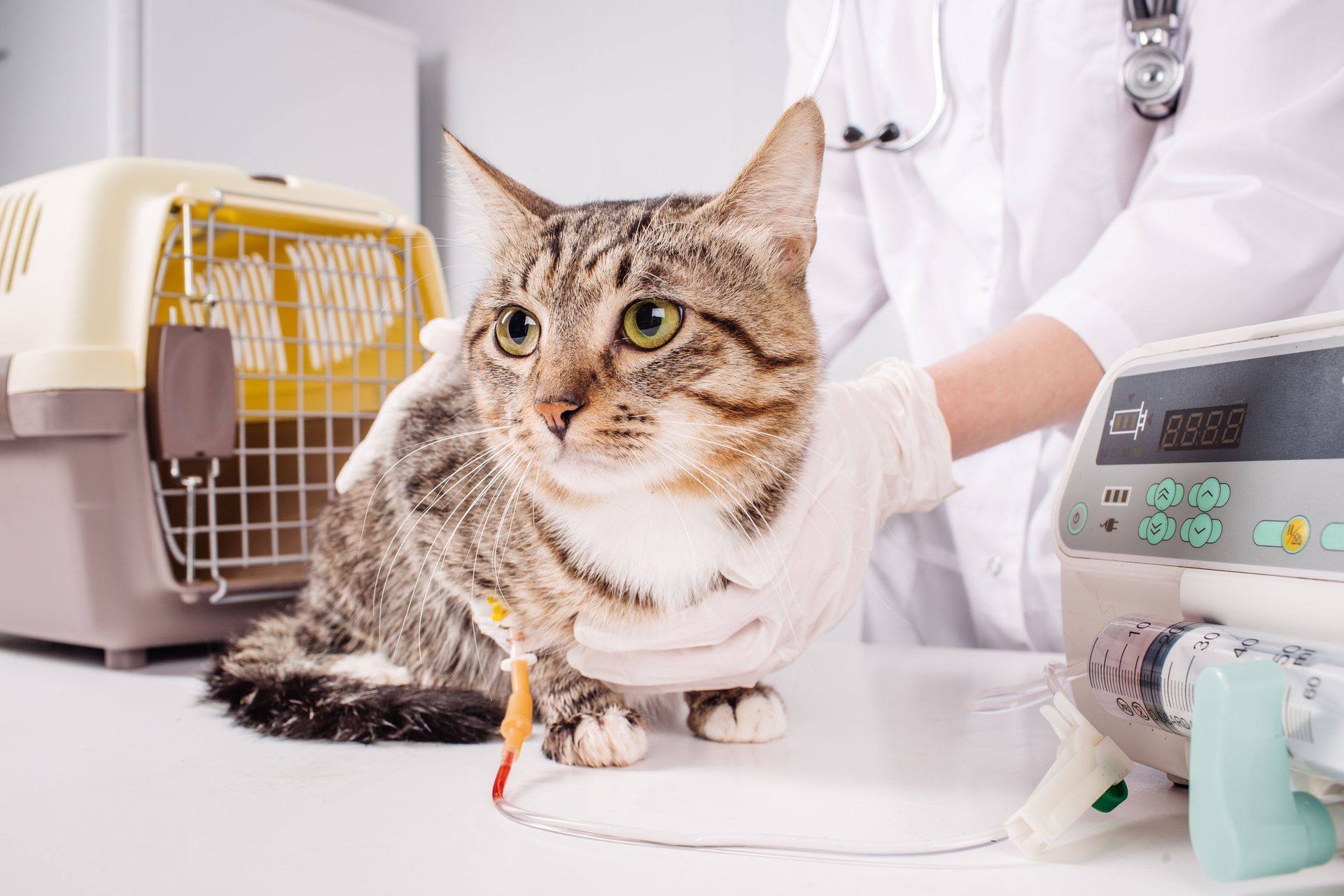 Cat with IV drip at vet's office next to a carrier, being examined by a doctor.
