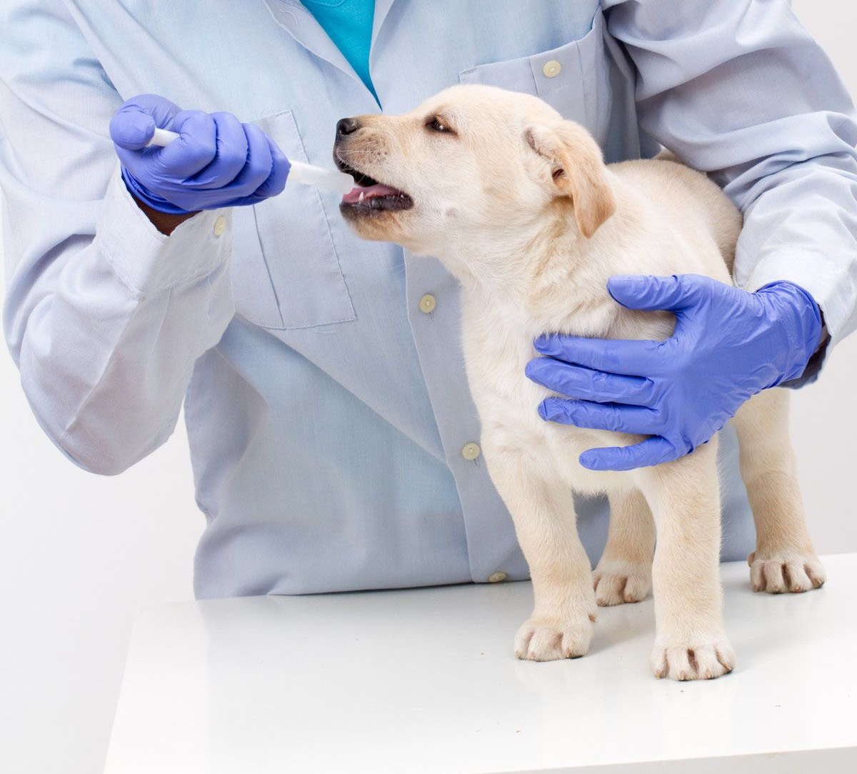 Veterinarian giving oral medication to a yellow Labrador puppy wearing blue gloves.