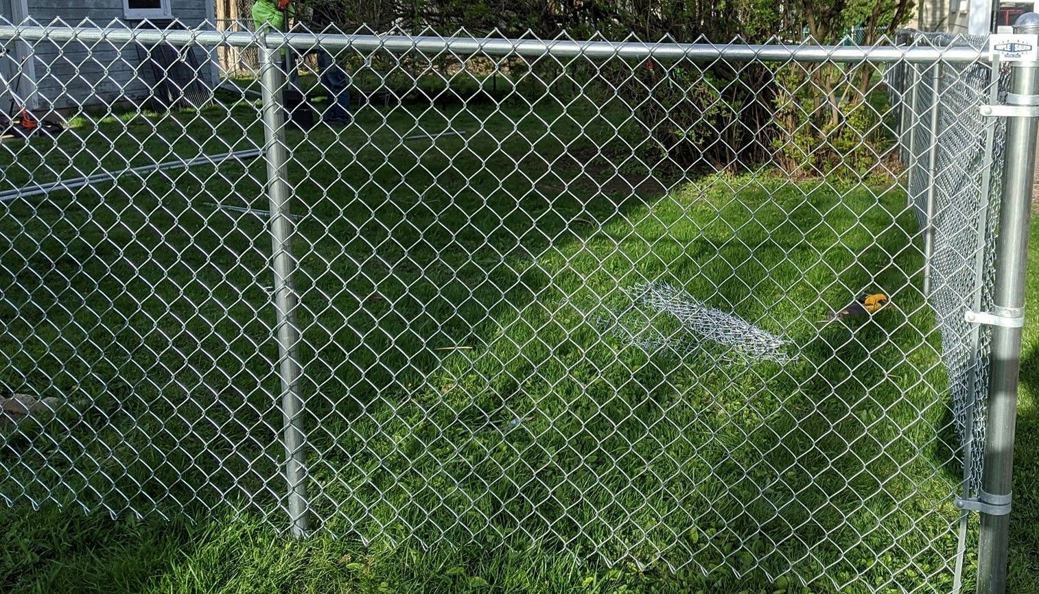 A chain link fence surrounds a lush green yard.