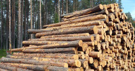 Learn More About Firewood Firewood services
