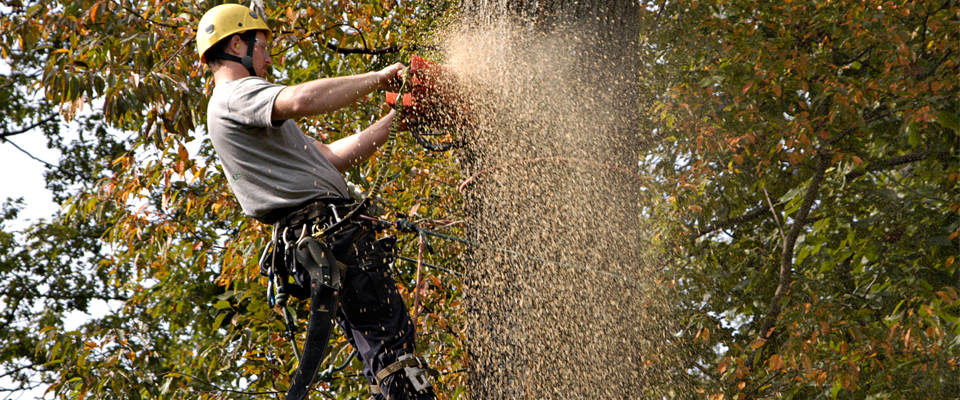 tree service