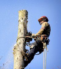 Tree cutting