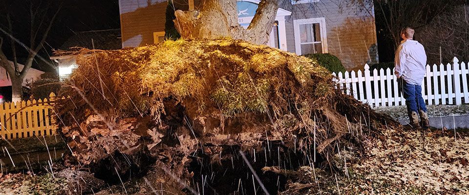 A large fallen tree with exposed roots lies in front of a house at night, a person stands nearby looking at it.