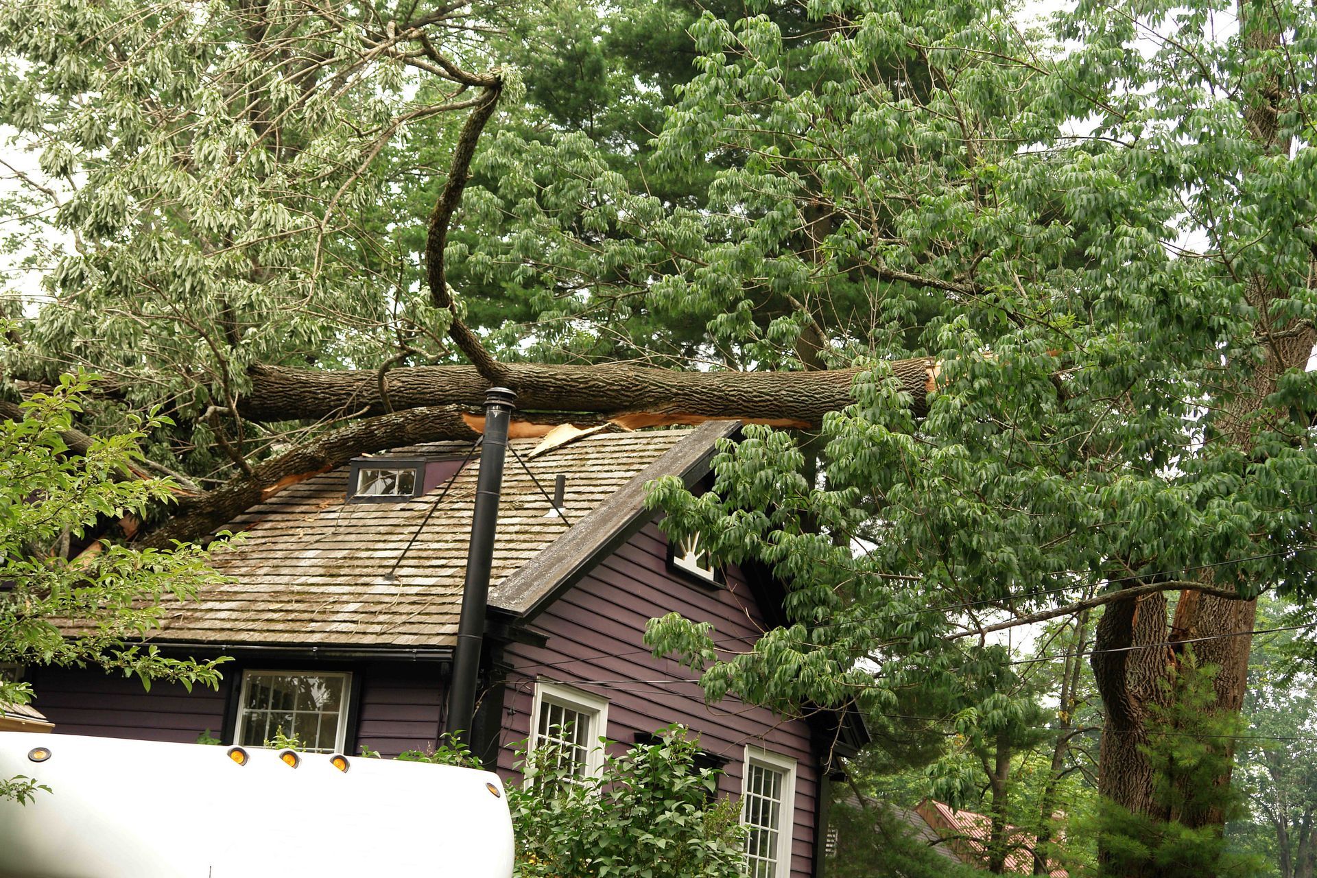 A large tree limb has fallen and is resting on the roof of a purple wooden house.