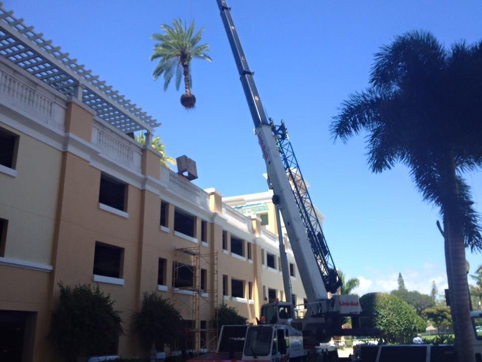 A crane is lifting a palm tree from the roof of a building