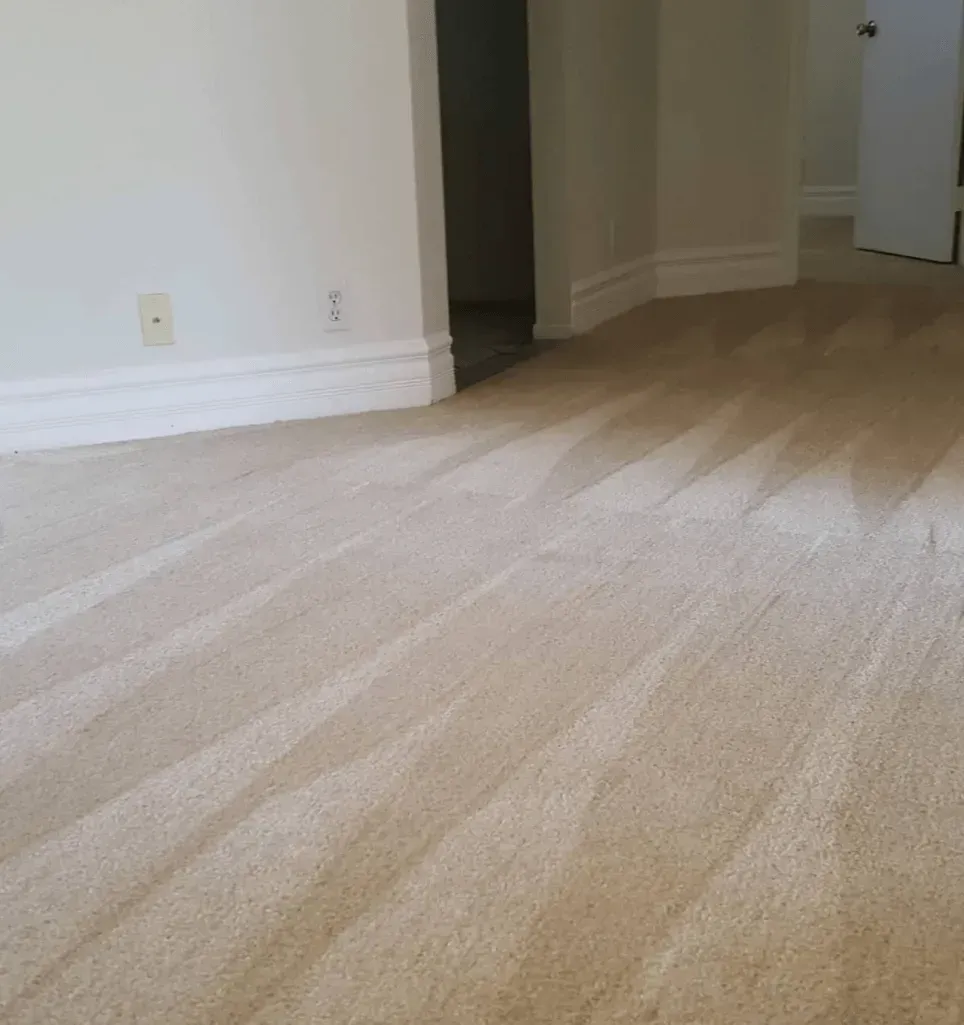 Clean, beige carpet with vacuum lines in a bright, empty room with white baseboards and doorways.