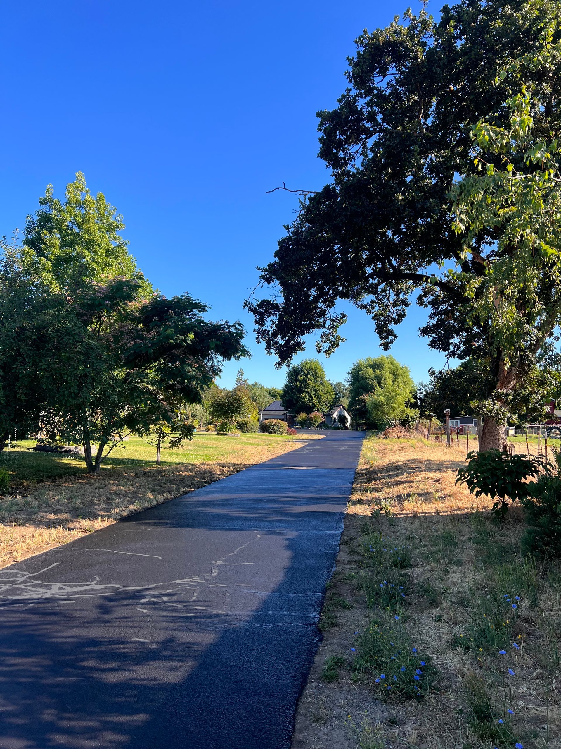 A road with trees on both sides and a blue sky in the background.
