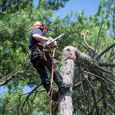 An arborist in protective gear uses a chainsaw to prune branches while suspended by ropes in a tall pine tree.
