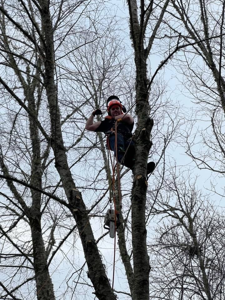 A person in safety gear climbs a bare tree with a chainsaw hanging from their harness.