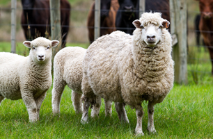Livestock supplies products
