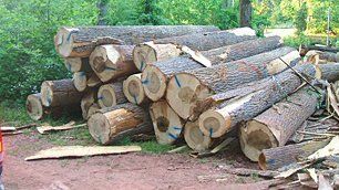 Logs